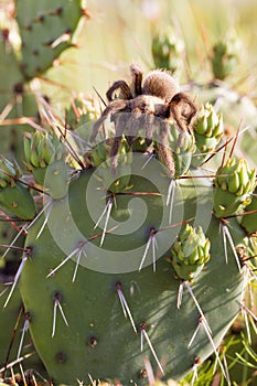 Tarantula on cactus