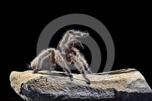 Tarantula chilena rosada en una roca photo