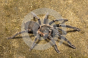 Tarantula, Chilobrachys sp, Theraphosidae, Gumti, Tripura