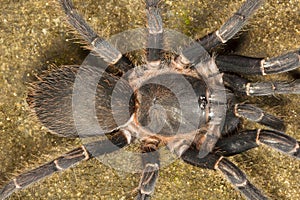 Tarantula, Chilobrachys sp, Theraphosidae, Gumti, Tripura