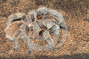 Tarantula