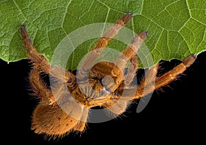 Tarantula crawling on leaf edge