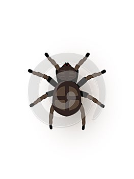Tarantula, creepy spider flat vector illustration