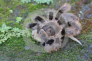 A tarantula is eating a lizard.