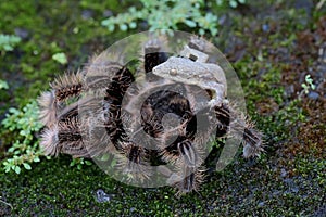 A tarantula is eating a lizard.