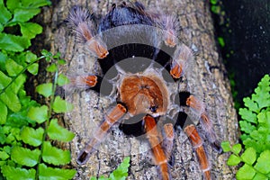 Tarantula, family Theraphosidae is building a nest. Tarantula Is a spider or burrow with a ferocious nature