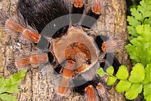 Tarantula, family Theraphosidae is building a nest. Tarantula Is a spider or burrow with a ferocious nature