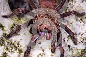 Tarantula, family Theraphosidae is building a nest. Tarantula Is a spider or burrow with a ferocious nature