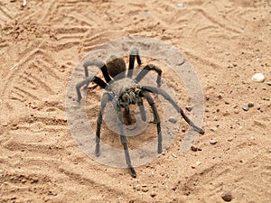 Tarantula (Genus Aphonopelma)