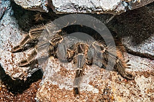 Tarantula Grammostola porteri isolated.