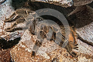 Tarantula Grammostola porteri isolated.