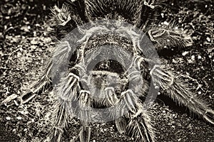 Tarantula Grammostola porteri isolated on black background