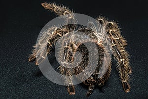 Tarantula Grammostola porteri isolated on black background