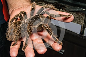 Tarantula Grammostola porteri isolated on black background