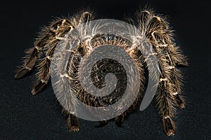 Tarantula Grammostola porteri isolated on black background