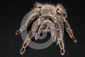 Tarantula Grammostola porteri isolated on black background