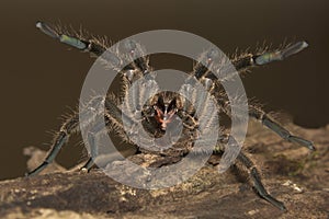 Tarantula, Haploclastus sp, Theraphosidae, Eravikulam National Park, Kerala, India