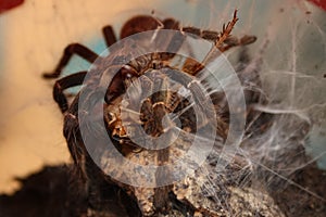 Tarantula has made prey