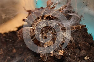 Tarantula has made prey