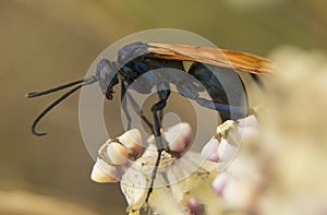 Tarantula Hawk