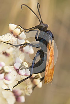 Tarantula Hawk