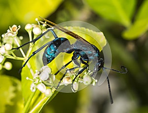 Tarantula hawk on a green bush