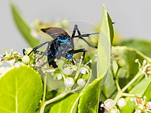 Tarantula hawk on a green bush