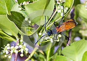 Tarantula hawk on a green bush