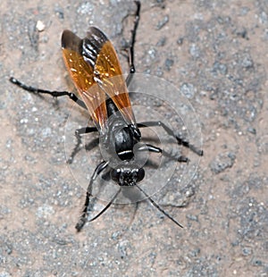 Tarantula hawk, a large parasitoid Wasp