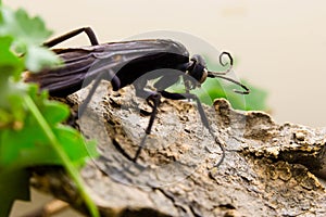 Tarantula hawk