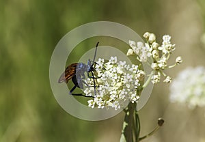 Tarantula Hawk Wasp with a blue body yellow wings