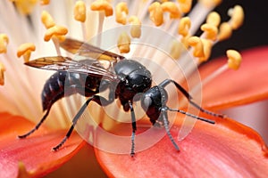 tarantula hawk wasp on cactus flower, feeding on nectar