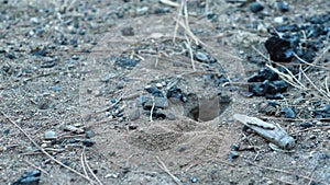 The tarantula hawk wasp deepens its burrow in the sand. Close-up. A large dead grasshopper lies next to the burrow