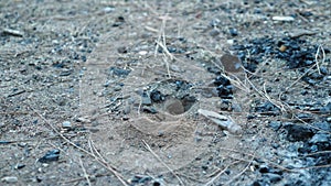 Tarantula hawk wasp digging a hole in the sand. Close-up. A large dead grasshopper lies next to the burrow. The wasp