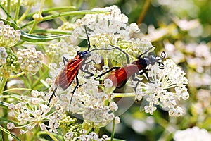 Tarantula hawk wasp duo