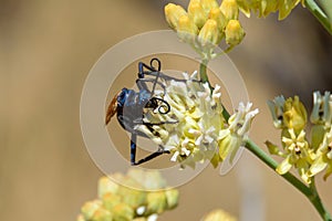 Tarantula Hawk Wasp Feeding on Nectar in Tijuana, Baja California photo