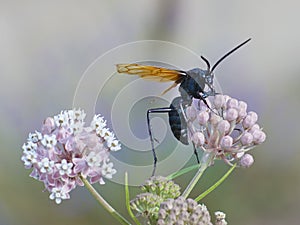 A Tarantula Hawk Wasp feeding on some flowers