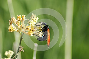 A Tarantula Hawk Wasp feeding on some flowers