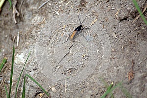 Tarantula hawk wasp on the ground