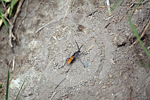 Tarantula hawk wasp on the ground