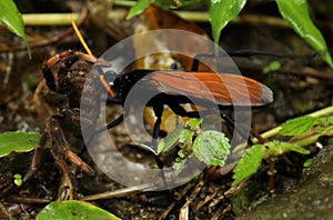 Tarantula hawk wasp with kill in mouth, Costa Rica