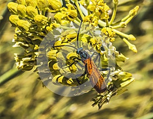 Tarantula Hawk Wasp Sonora Desert Musesum Tucson Arizona