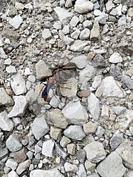 Tarantula hawk wasp with spider on gravel