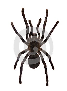 Tarantula. Isolated over white