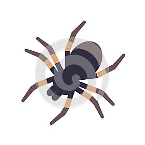 Tarantula isolated on white background. Domesticated tropical venomous spider or dangerous arachnid. Weird exotic