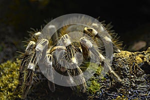 Tarantula - Lasiodora parahybana photo