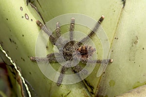 Tarantula on a leaf