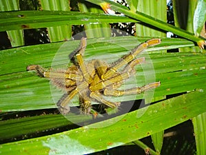 Tarantula of Malaysia