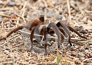 Tarantula Migration