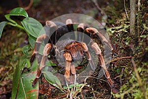 Tarantula in Monteverde  Costa Rica